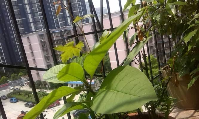 《长卿出装思路攻略》(探索长卿的装备选择及技巧,助你在游戏中获得胜利)