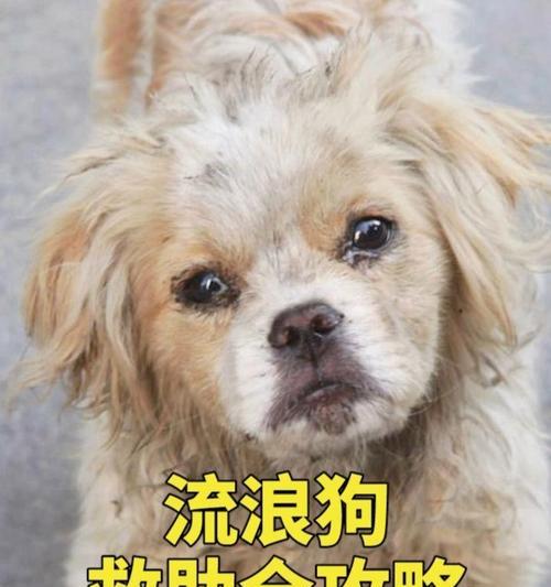 《寻找流浪狗的冒险之旅》（探索街头游戏攻略，陪伴流浪狗度过难忘的冒险）